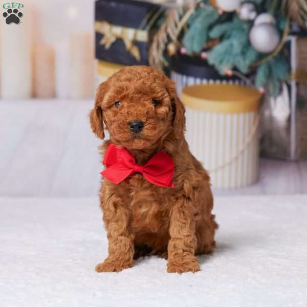Nicky, Miniature Poodle Puppy
